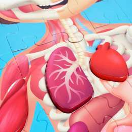 PUZZLE HAPE CORPO UMANO